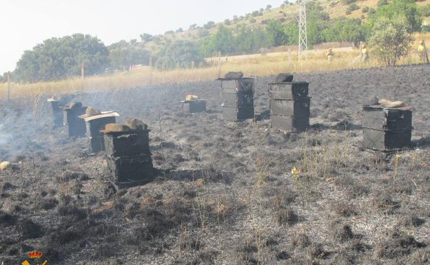 Investigan al autor de un incendio que quemó 30 colmenas en Segovia con un artefacto casero con cartuchos de caza