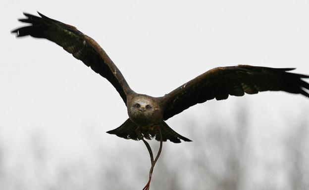 SEO/BirdLife inciará acciones legales por el envenamiento de más de 30 rapaces en Wamba