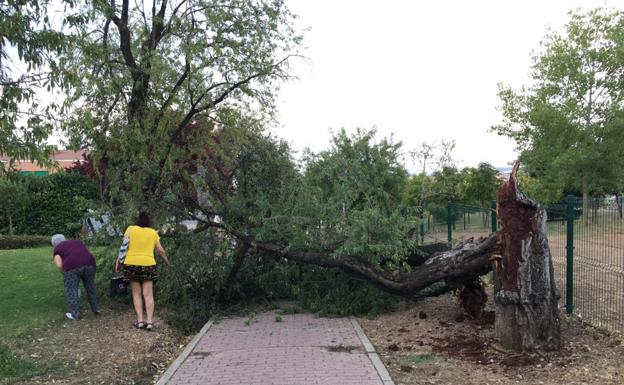 La tormenta provoca algunas caídas de árboles en Valladolid