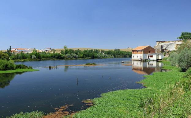 Vox critica a la CHD de impedir el riego de las judías de El Barco de Ávila en favor de una industria de Alba de Tormes
