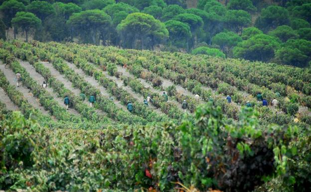 Las normas de vendimia de la Ribera del Duero incluyen medidas preventivas para frenar la covid
