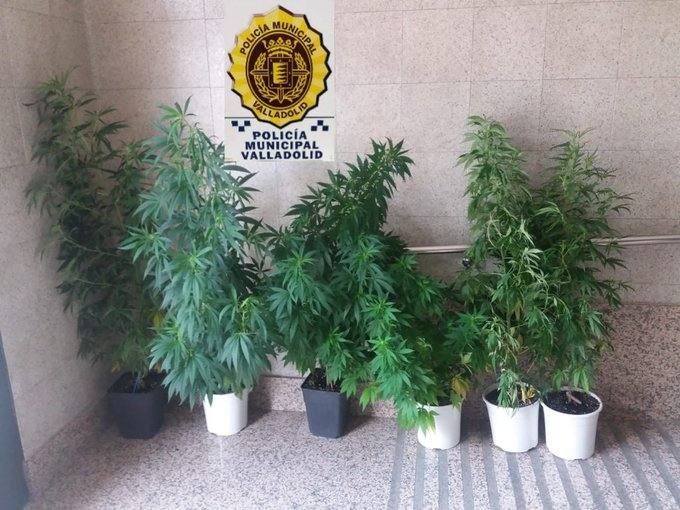 La Policía de Valladolid interviene seis plantas de marihuana ubicadas en el balcón de un piso en Pajarillos