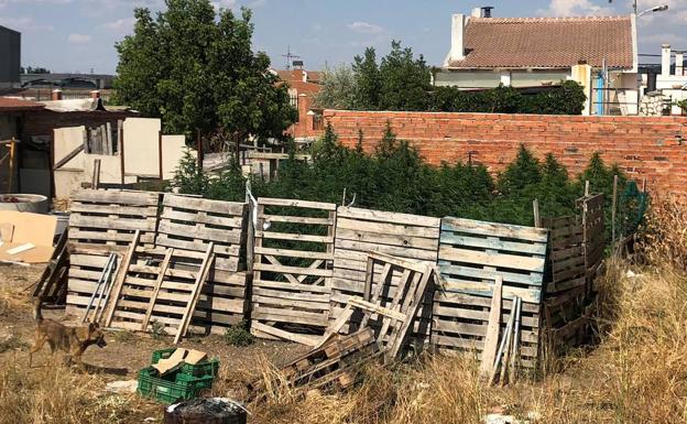 Desmantelan una plantación de marihuana en Valladolid al descubrir un coche sin seguro a la puerta