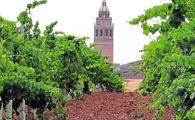 Rueda recupera los viñedos en zonas de la época cervantina