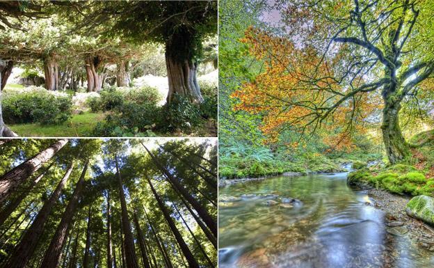 Bosques de ensueño para visitar en el norte de España