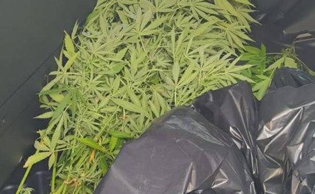 Intervenidas varias plantas de marihuana cultivadas en macetas en dos domicilios de Valladolid