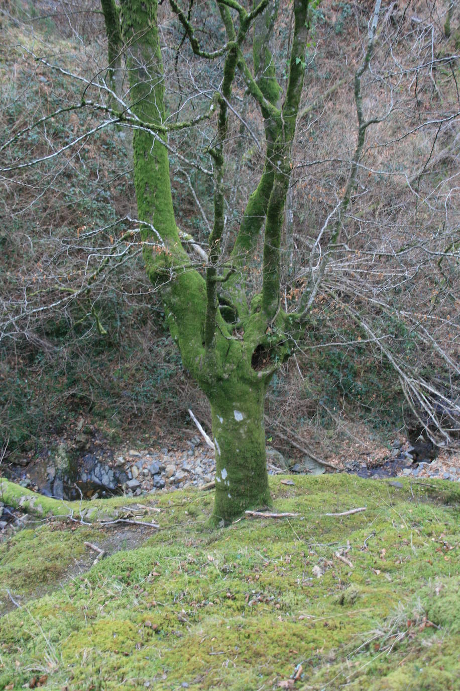 Hayedo de Iturriotz (cima: Saibigain)