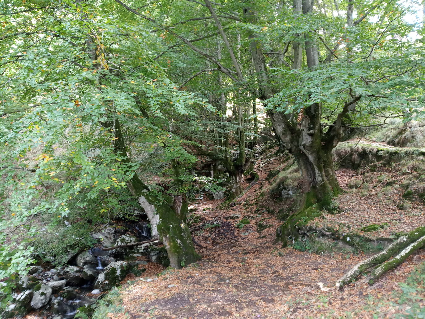 Hayedo de Errekaundi (cima: Andasto)