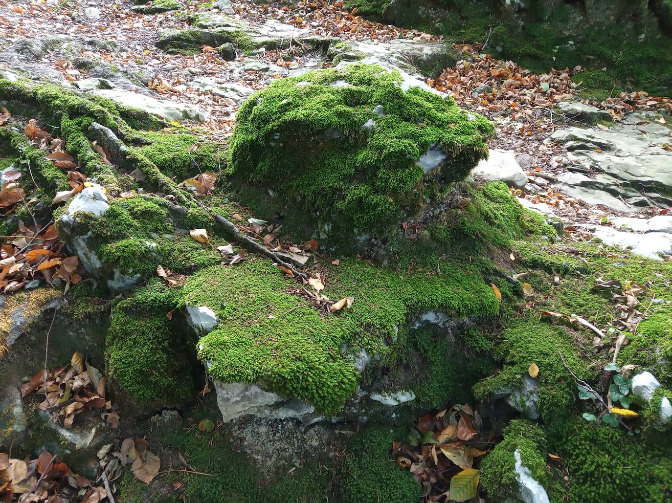 Hayedo de Upo (cima: Upo)