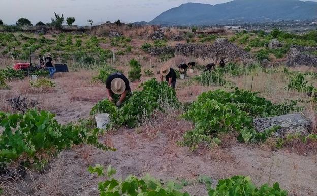 Cebreros reconoce que «es una de las vendimias más especiales y complicadas de la historia»