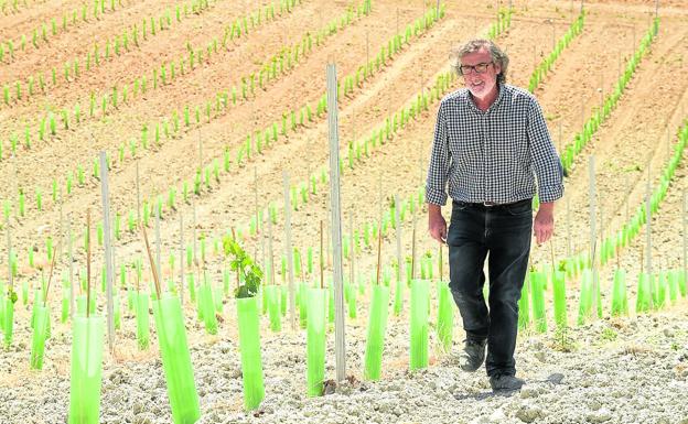 Agricultura solo ha autorizado 3.174 nuevas hectáreas de viña en la región desde 2015