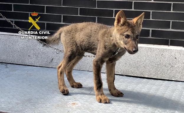 Rescatado un cachorro de lobo de dos meses en la provincia de León