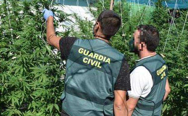 Desmantelada en Ávila una plantación de marihuana en una operación que se salda con dos detenidos