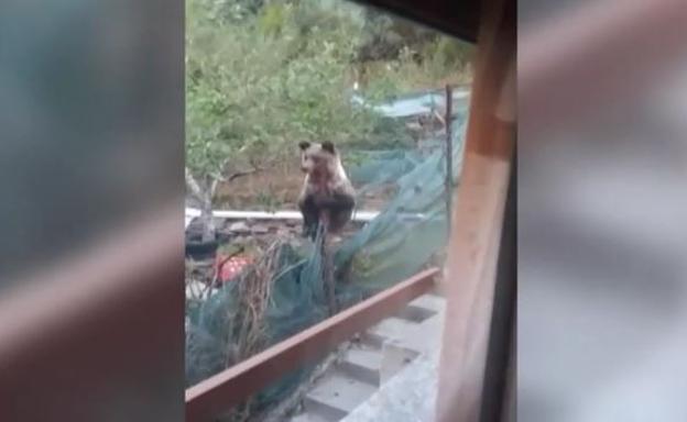 Un oso pardo visita a una familia en Villablino, en León