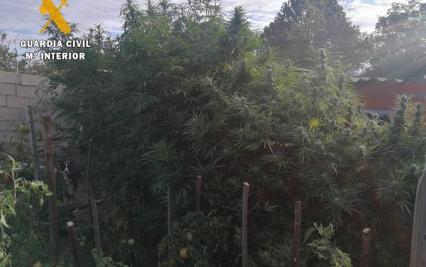 Desmanteladas tres plantaciones de marihuana en tres municipios de Salamanca