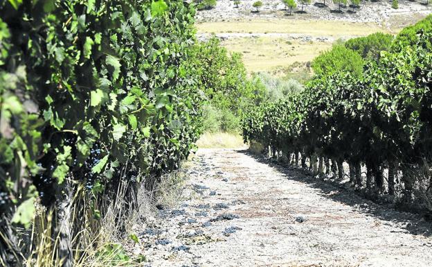 El stock de vino en la Ribera del Duero obliga a reducir la cosecha el 20% con uva de más calidad