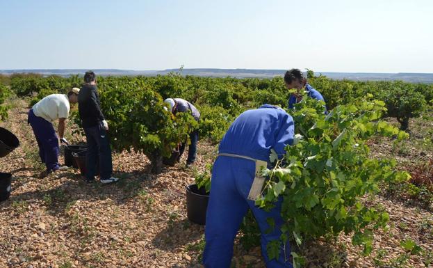 Demasiado vino en bodega y campo