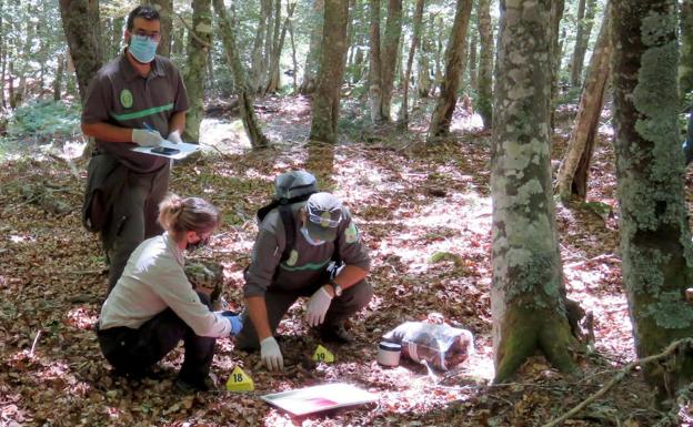 Aparecen los restos esqueletizados de un oso pardo en la provincia de Palencia