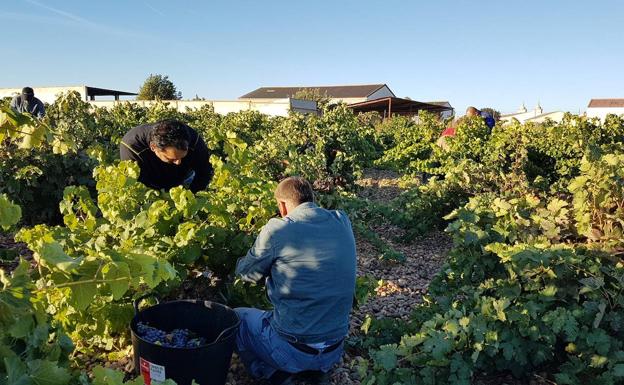 La vendimia en Cigales comienza hoy en Cubillas de Santa Marta y Corcos del Valle