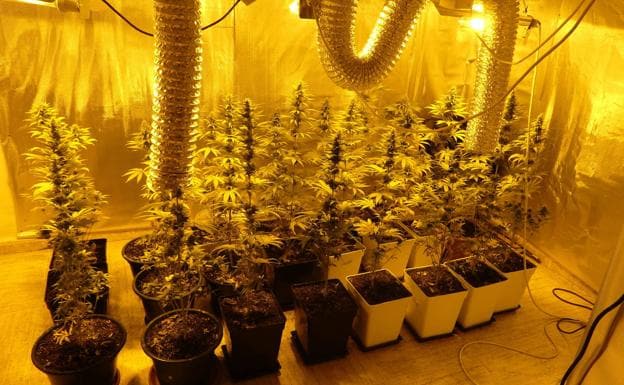 Marihuana incautada en 2018 por la Policia Nacional tras la detención de una madre y su hija por un delito de cultivo ilicito en su casa de Palencia./