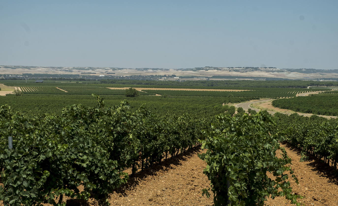 Mayor de Castilla suspende la compra de uva en 1.500 hectáreas de la DO Rueda