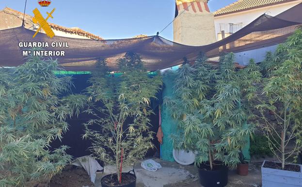 La Guardia Civil desmantela tres plantaciones de marihuana en la provincia de Salamanca