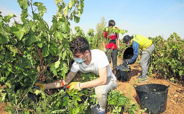 La Junta delega en las denominaciones de origen la realización de PCR a los temporeros