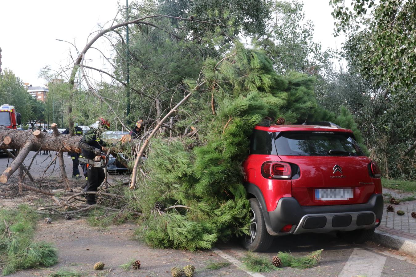 Cae un árbol de grandes dimensiones sobre un coche en Valladolid