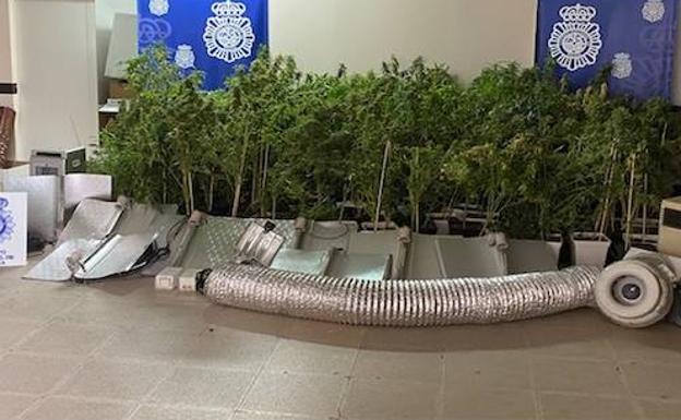 La Policía encuentra 167 plantas de marihuana en el interior de una vivienda de Zarzuela del Monte