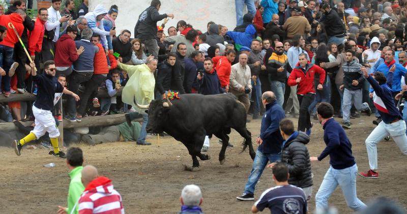 La Fiscalía de Valladolid decidirá el destino de la cabeza del último Toro de la Vega