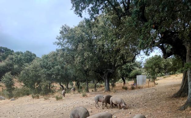 El sector del ibérico teme caídas del 30% en el precio del cerdo y la bellota
