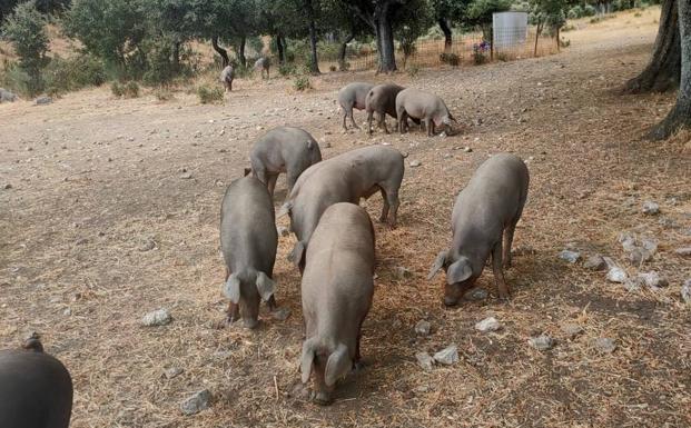 El sector del ibérico teme caídas del 30% en el precio del cerdo y la bellota