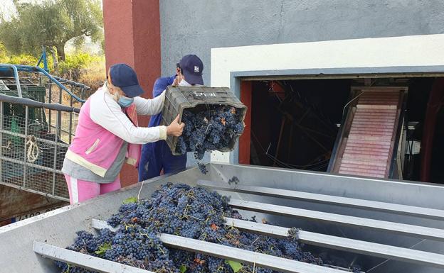 La DOP Sierra de Salamanca concluirá los próximos días una vendimia de calidad