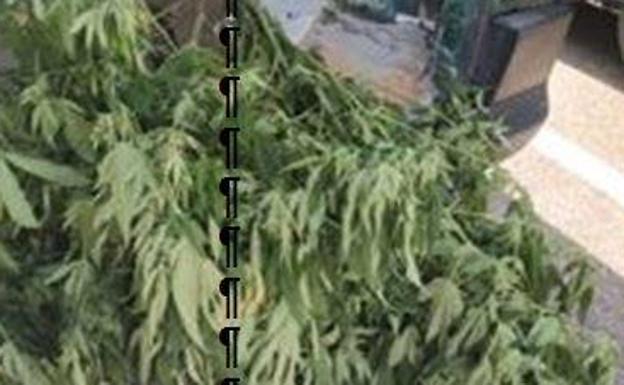 Dos detenidos en Aldeamayor tras robar varias plantas de marihuana en Boecillo