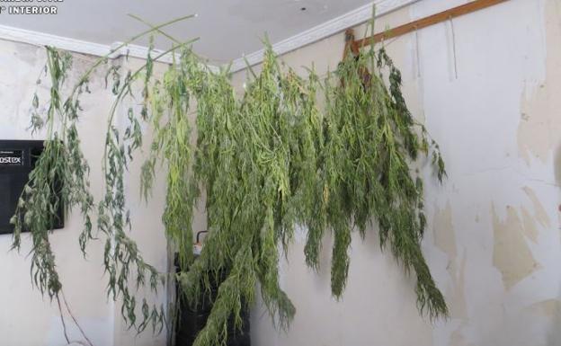 Detenido por cultivar marihuana en el patio de su casa en Quintanilla de Onésimo