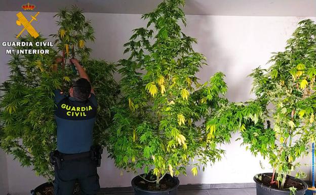 La Guardia Civil investiga en el último mes a siete personas por cultivo y elaboración de cannabis