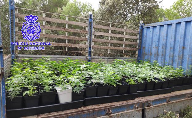 Localizan alrededor de 500 plantas de marihuana en un pinar en Medina del Campo