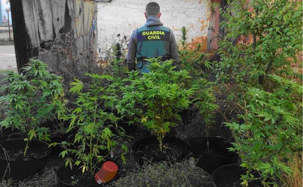 La Guardia Civil desmantela dos plantaciones de marihuana en la provincia de Palencia