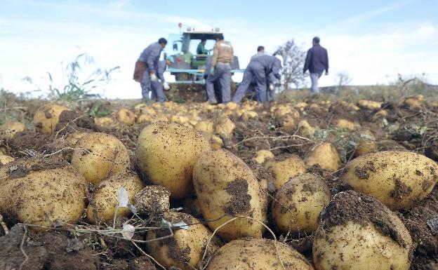 El sector de la patata tendrá como retos el incremento del consumo y una mayor superficie cultivada