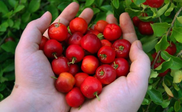 Trilogía de la acerola