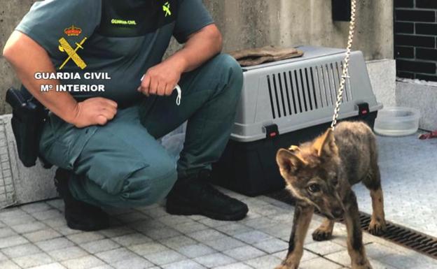 El Seprona investiga a un vecino de León por la muerte del cachorro de lobo en el CRAS de Valladolid