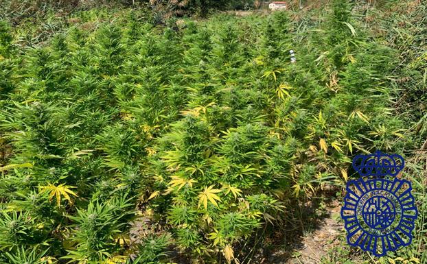 La Policía Nacional incauta en Miranda de Ebro 480 kilos de marihuana en dos plantaciones