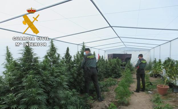 Detenido un hombre de 39 años como responsable de una plantación de marihuana en Aldearrodrigo