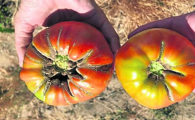 Martín Muñoz de las Posadas y Labajos logran la marca de calidad para tomates y garbanzos