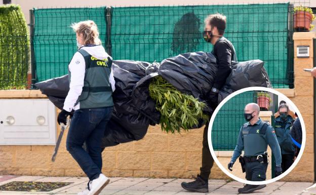 Un detenido y cuatro investigados tras localizarse un invernadero con 280 plantas de marihuana en Valladolid