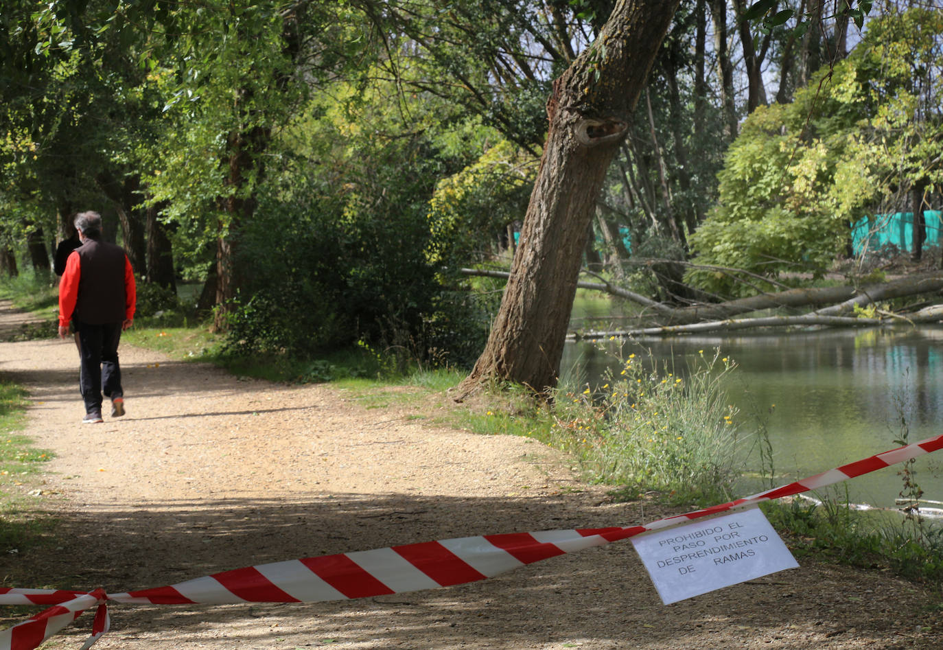El viento derriba árboles en el paseo del Canal próximo a la Dársena