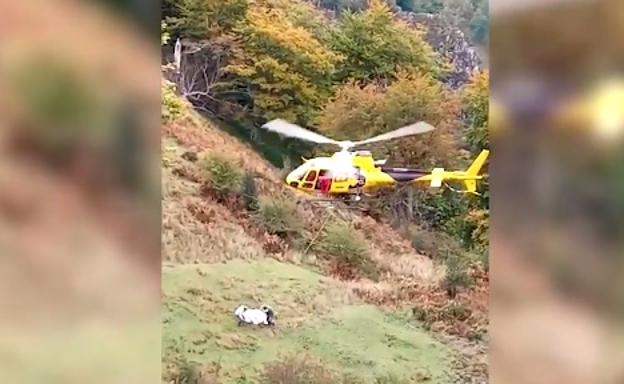 Rescatan en helicóptero a una vaca herida en Picos de Europa