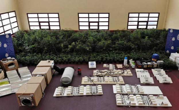 Intervenido en Palencia un laboratorio de cultivo de marihuana con plantas valoradas en un millón de euros