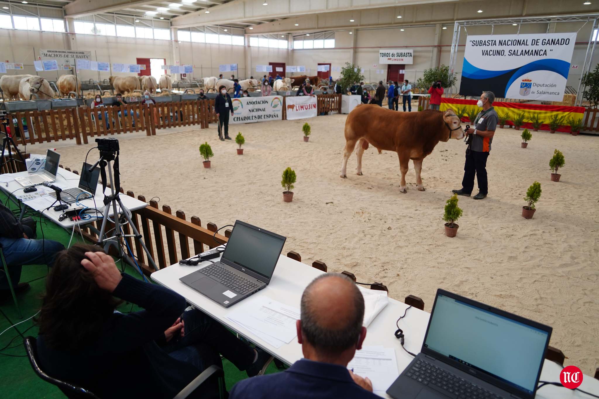 La primera subasta on line de ganado vacuno en Salamanca