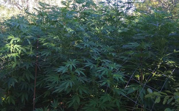 Detenido por poseer una plantación de marihuana en una azotea en Grijota